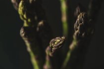 Lances d'asperges fraîches — Photo de stock