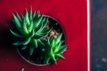 Aloe Pflanze in Schale — Stockfoto