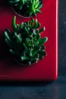 Растение алоэ в мисках — стоковое фото