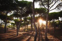 Живописный солнечный лес — стоковое фото