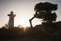 Согнуть дерево против маяка — стоковое фото