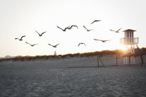 Gaivotas voadoras na praia — Fotografia de Stock