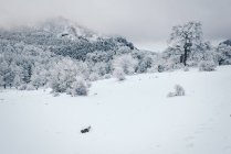 Удивительный зимний пейзаж — стоковое фото