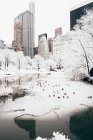 Tauben am Central Park See — Stockfoto
