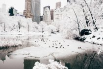 Pigeons at winter Central park lake — Stock Photo