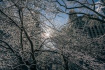 Зимнее солнце сквозь ветви — стоковое фото