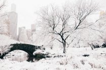 Central park winter landscape — Stock Photo