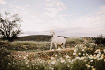 Білий кінь на квітковому газоні — стокове фото