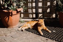Katze liegt auf Teppich — Stockfoto