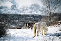 Horses walking in mountains — Stock Photo