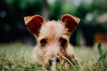 Cão pequeno na grama — Fotografia de Stock