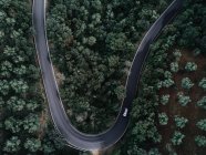 Straße überquert Wald — Stockfoto