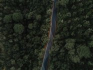 Camino que cruza bosque - foto de stock