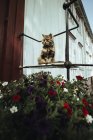 Gatto seduto in fiori a strada — Foto stock
