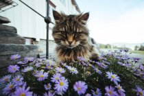 Gato sentado en flores en la calle - foto de stock