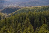 Вечно зеленый лес сверху — стоковое фото