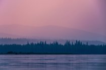 Bosques de coníferas en la orilla del lago - foto de stock