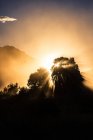 Silueta de árboles en niebla y luz solar - foto de stock