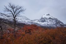 Голі дерева на тлі гір — стокове фото