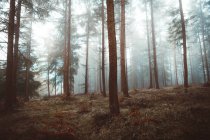 Estrada na floresta nebulosa — Fotografia de Stock