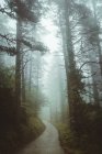 Misty path in forest — Stock Photo