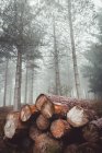 Logs in misty woods — Stock Photo