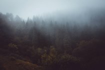 Route dans la forêt brumeuse — Photo de stock