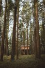House places on evergreen trees — Stock Photo