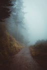 Misty path in forest — Stock Photo