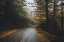 Помилковий шлях у лісі — стокове фото