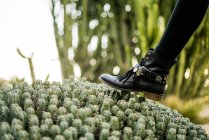 Leg stepping on cactus — Stock Photo
