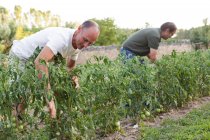 Due uomini ispezionare vendemmia verde pomodori in giardino — Foto stock