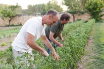 Вид збоку чоловіків, що працюють в саду та оглядають урожай зелених помідорів — стокове фото