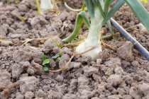 Chiuda sulla vista di cipolle nel suolo con irrigazione tubo lungo — Foto stock