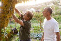 Due uomini raccolta mele verdi in giardino — Foto stock