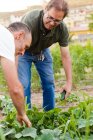 Мужчины собирают кабачки в саду — стоковое фото