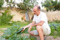 Мужчина собирает спелые кабачки в саду — стоковое фото