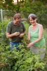 Joyeux couple d'âge mûr ramasser des framboises dans le jardin — Photo de stock
