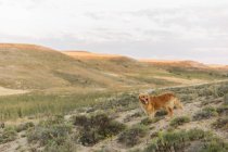 Panoramic shot of countryside with dog Golden Retriever — Stock Photo
