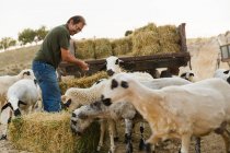 Adult man transfers hay for sheep while they eating iteating. — Stock Photo
