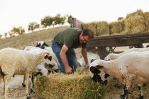 Mann füttert Schafe auf Bauernhof mit Heuballen — Stockfoto