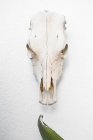 El cráneo de caballo en la pared - foto de stock