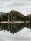Лісове відображення в озері — стокове фото