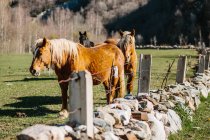 Horses standing in meadow — Stock Photo