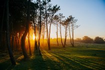 Pôr do sol luz trhough madeiras no gramado idílico — Fotografia de Stock