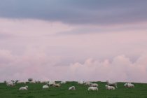 Ovejas en Ballymoney, Irlanda del Norte - foto de stock