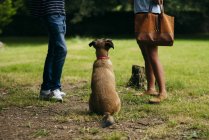 Пара с собакой снаружи — стоковое фото