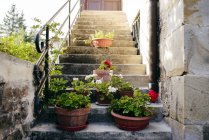 Квіти в горщиках на сходах — стокове фото