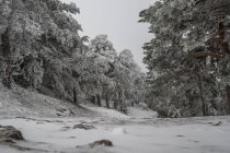Paisaje nevado de Madrid - foto de stock