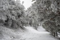 Снежный пейзаж Мадрида — стоковое фото